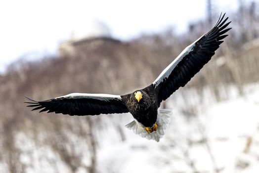 The Flying Predatory Stellers Sea-eagle near Rausu in Shiretoko, Hokkaido of Japan.