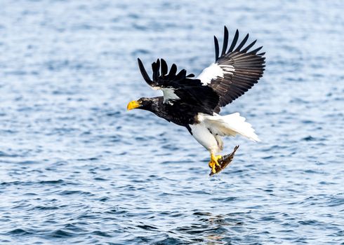 The Flying Predatory Stellers Sea-eagle near Rausu in Shiretoko, Hokkaido of Japan.