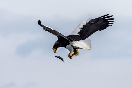 The Flying Predatory Stellers Sea-eagle near Rausu in Shiretoko, Hokkaido of Japan.