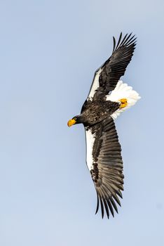 The Flying Predatory Stellers Sea-eagle near Rausu in Shiretoko, Hokkaido of Japan.