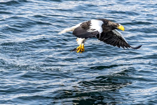 The Flying Predatory Stellers Sea-eagle near Rausu in Shiretoko, Hokkaido of Japan.