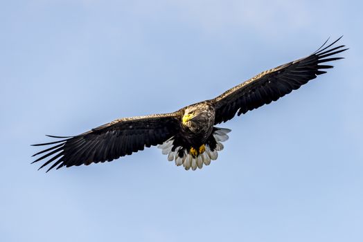 The Flying White-talied Sea Eagle near Rausu in Shiretoko, Hokkaido of Japan.