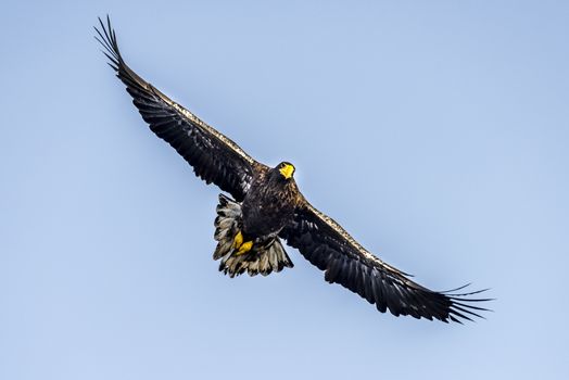 The Flying Predatory Stellers Sea-eagle near Rausu in Shiretoko, Hokkaido of Japan.