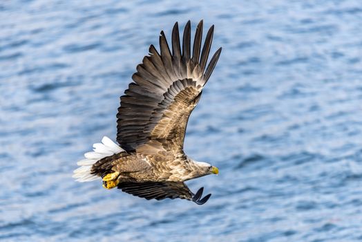 The Flying Predatory Stellers Sea-eagle near Rausu in Shiretoko, Hokkaido of Japan.