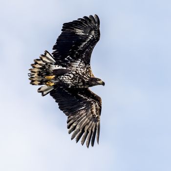 The Flying White-talied Sea Eagle near Rausu in Shiretoko, Hokkaido of Japan.