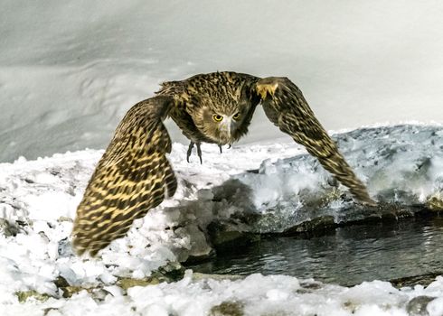 The Eurasian Eagle Owl near Rausu in Shiretoko, Hokkaido of Japan.