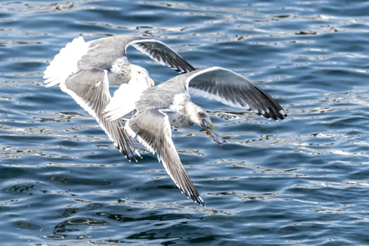 The Flying Predatory Seagulls near Rausu in Shiretoko, Hokkaido of Japan.