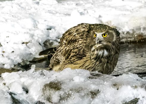 The Eurasian Eagle Owl near Rausu in Shiretoko, Hokkaido of Japan.