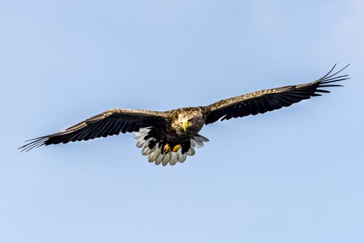 The Flying White-talied Sea Eagle near Rausu in Shiretoko, Hokkaido of Japan.