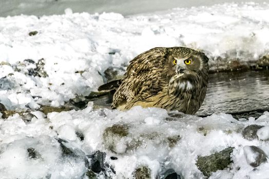 The Eurasian Eagle Owl near Rausu in Shiretoko, Hokkaido of Japan.