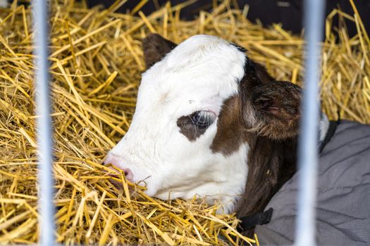 Hereford calf relaxing in hay in a barn wrapped in a carpet
