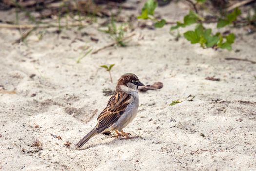 Sparrow in the sand looking for food in the spring
