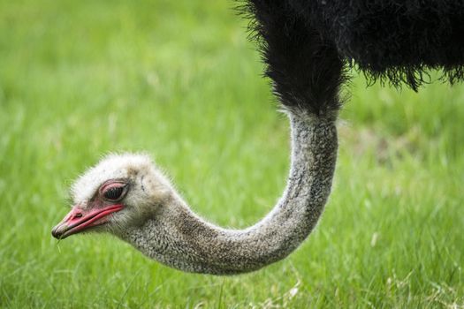 Ostrich with a red beak eating fresh green grass on a meadow in the spring