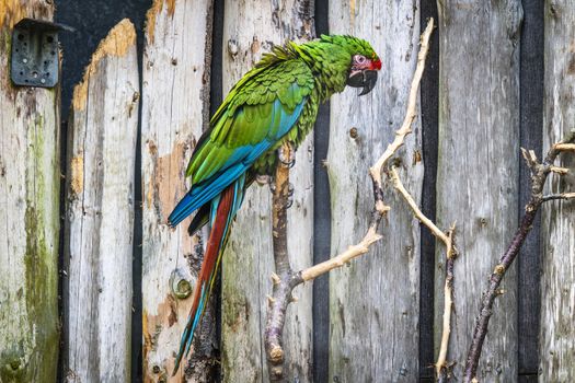 Parrot in green color looking sad in a wooden cage