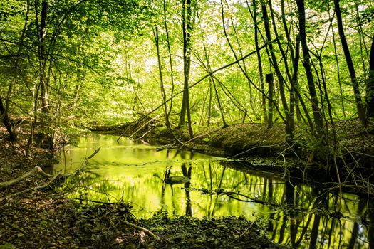 River with green color reflecting from the trees in the spring