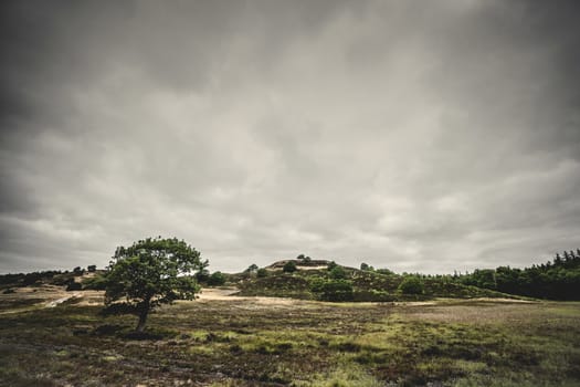 Lonely tree on a prairie in cloudy weather with hills in the background