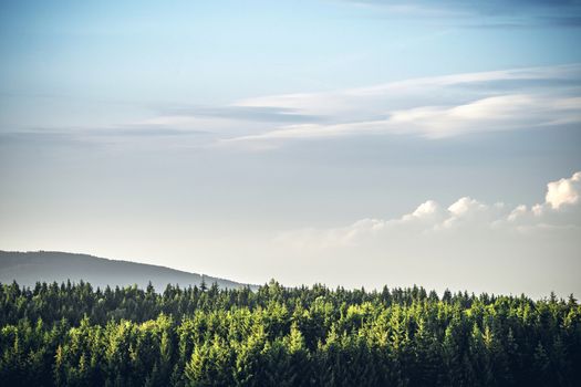 Tree tops  in a pine tree forest under a blue sky on a hill