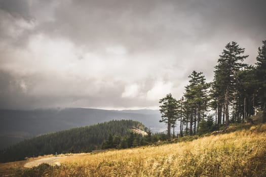 Hillside with golden grass and a forest further down in cloudy weather