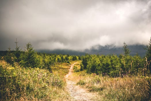 Trail on a hill with pine trees under a large misty cloud in the summer