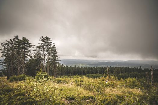 Wilderness landscape in cloudy weather overcast with a pine tree forest