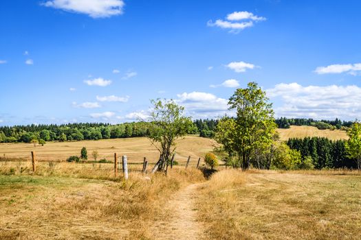 Countryside landscape with dry fields and green trees in the summer