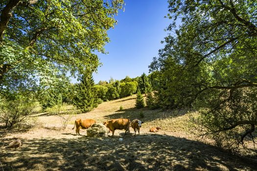 Cattle grazing on a hillside in the summer with green trees in the background