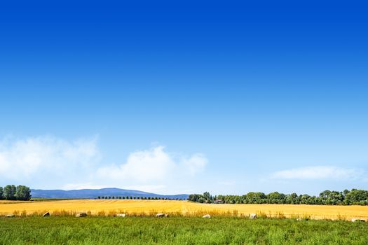 Colorful summer landscape with golden fields under a blue sky with mountains in the background