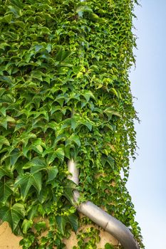 Green ivy plant covering a metal drain on the wall of a building