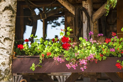 Flowers in a window box in the summer on a wooden shed in the sun