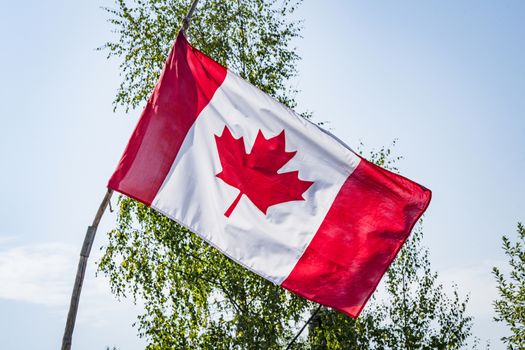 Canadian flag on a wooden stick with trees in the background