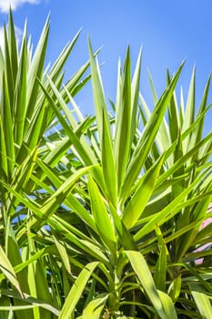 Tropical palm tree leaves in fresh green colors with blue sky in the background