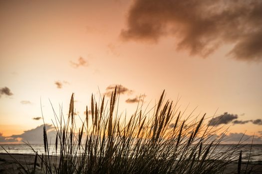 Sunset by the ocean with reed silhouettes in front of the sea at dawn