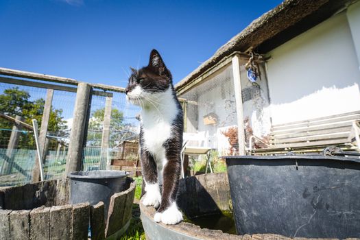 Cat in black and white color in a backyard in the summer