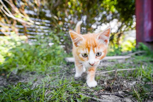 Cute kitten in orange color playing in the backyard in the summer