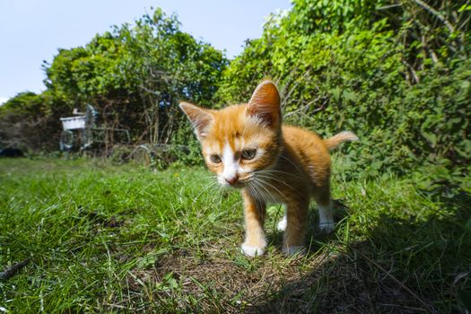 Orange kitten on adventure in a backyard with green plants