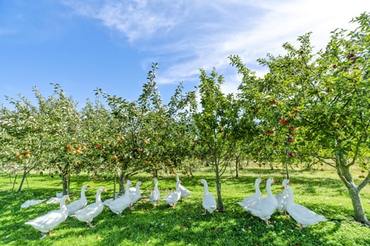 Geese under apple trees in a rural environment in the summer