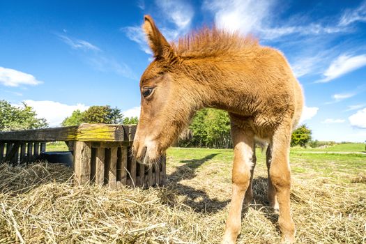 Foal eating hay at a farm in the summer under a blue sky in rural environment