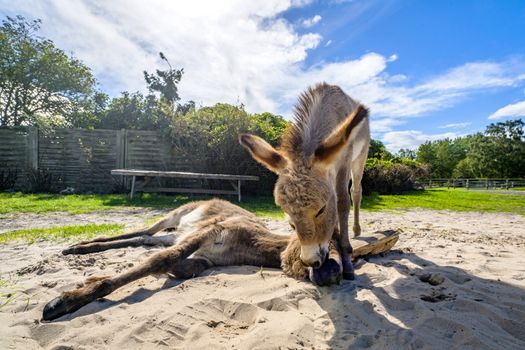 Donkey friends in the sand at a farm in the summer relaxing and having fun