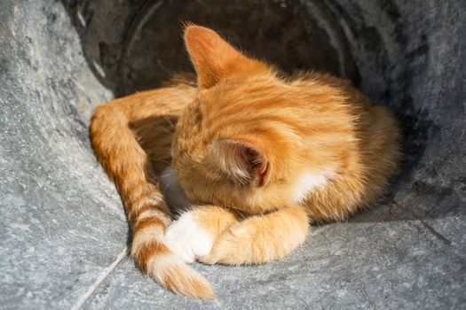 Kitten in orange color sleeping outdoors in a metal barrel in the summer