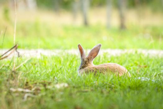 Rabbit hiding in green grass in the spring on a bright sunny day at Easter