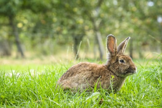 Fluffy bunny rabbit on a green meadow with fresh grass in a rural environment