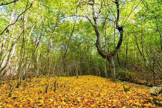 Yellow autumn leaves on the ground in a fresh green forest