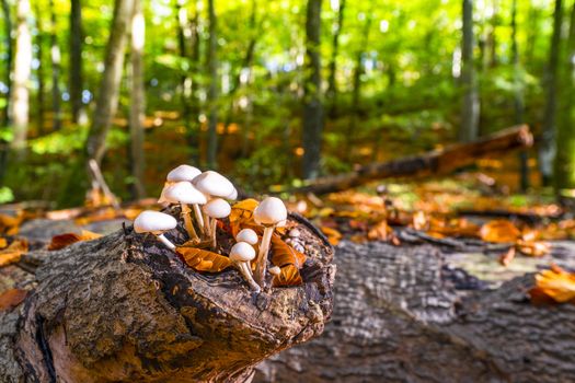 Group of white mushrooms on a wooden log in the forest at springtime