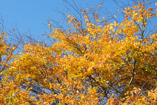 Golden autumn leaves on a tree in the fall under a blue sky in October