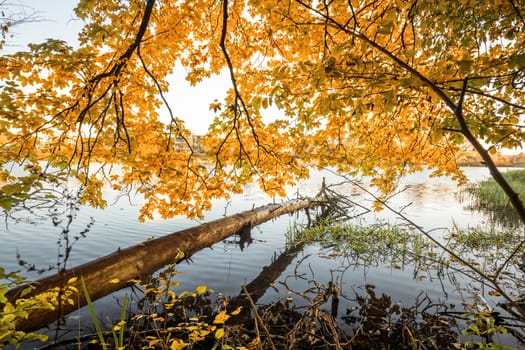 Wooden log hanging over a lake in the fall with golden autumn leaves above
