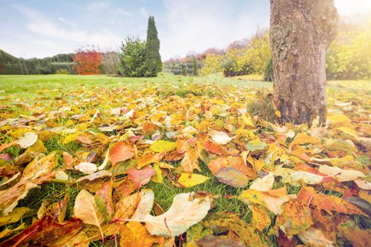 Autumn leaves in warm colors on a lawn in a graden in the fall