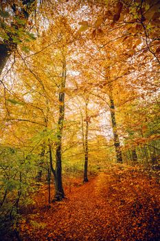 Autumn colors in the forest with trees in yellow and orange tones in the fall