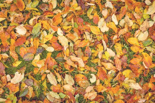 Colorful autumn leaves in the grass seen from above in the fall