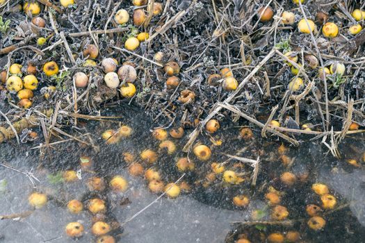 Yellow apples by a frozen lake with ice in the winter on a cold morning in january