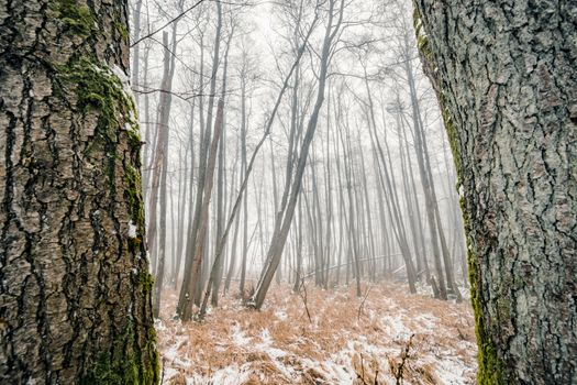 Misty forest behind two large trees with mossy rind in the winter